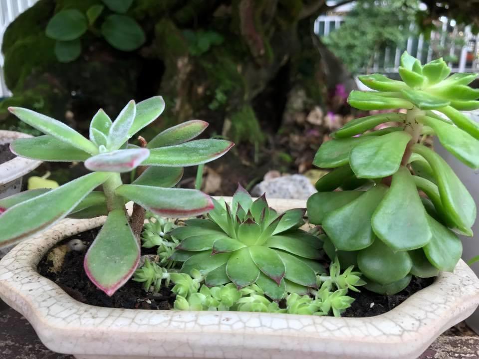 Dalat Coffee House Homestay Kültér fotó