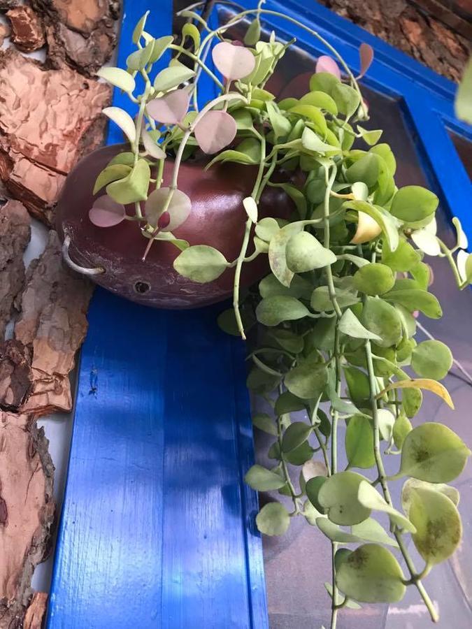 Dalat Coffee House Homestay Kültér fotó