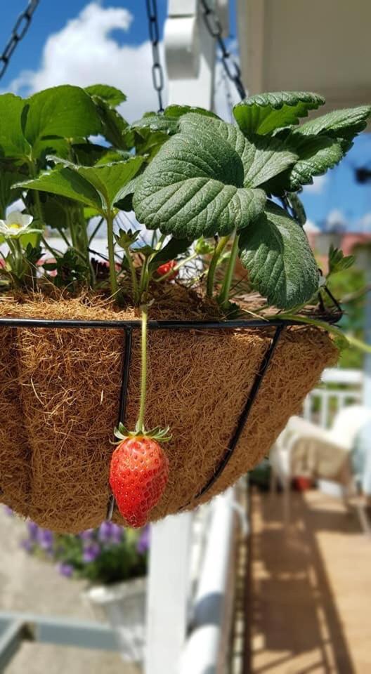 Dalat Coffee House Homestay Kültér fotó